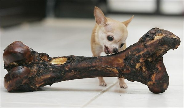 Photo of a Chihuahua with a huge bone 